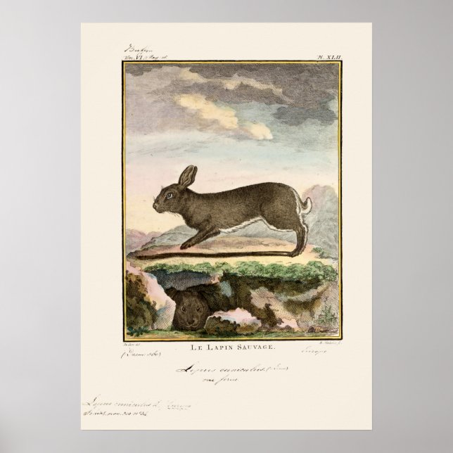 Antique Bunny Rabbit Color Etching Poster (Front)