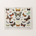 Antique Butterflies and Moths Illustration Insects