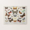 Antique Butterflies and Moths Illustration Insects