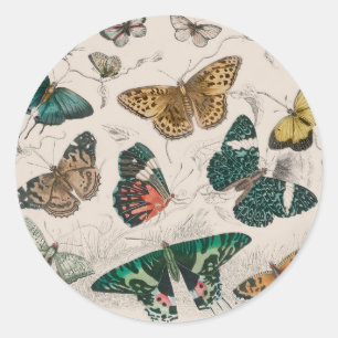 Antique Butterfly Illustration: 1820 Goldsmith Classic Round Sticker