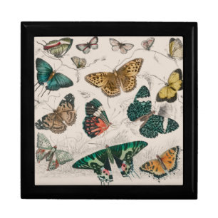Antique Butterfly Illustration: 1820 Goldsmith Gift Box