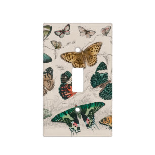 Antique Butterfly Illustration: 1820 Goldsmith Light Switch Cover
