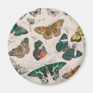 Antique Butterfly Illustration: 1820 Goldsmith Magnet