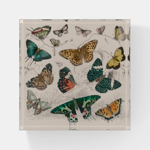Antique Butterfly Illustration: 1820 Goldsmith Paperweight