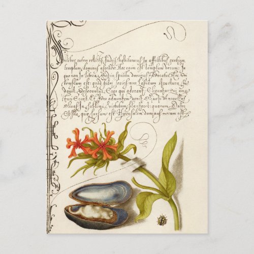 Antique calligraphy text botanical illustration po postcard