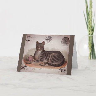 Antique Cat Chart Card