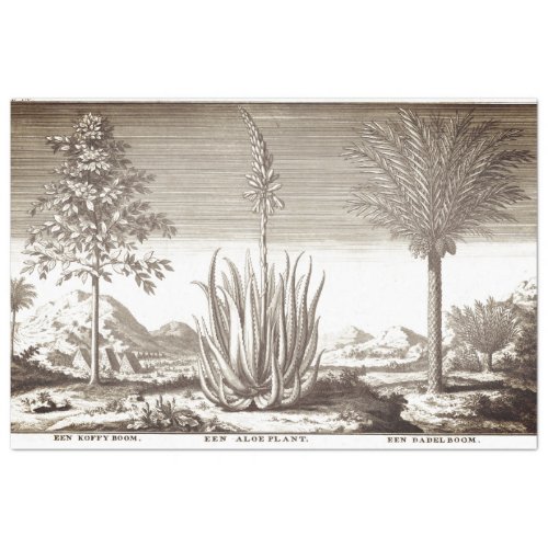 ANTIQUE COFFEE DATE PALM AND ALOE DESERT PLANTS TISSUE PAPER