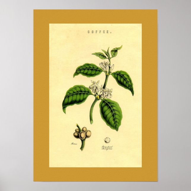 Antique Coffee Plant Botanical Print (Front)