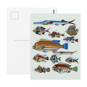Antique Colorful Exotic Fish Natural History Print Postcard