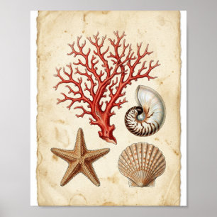 Antique Coral Reef Marine Naturalist Study Poster