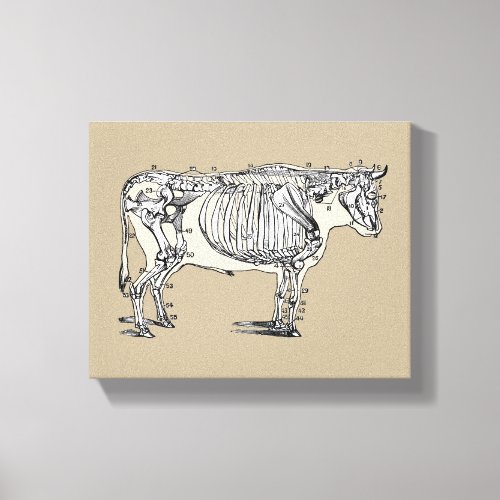 Antique Cow Skeleton Bones Fun Canvas Print