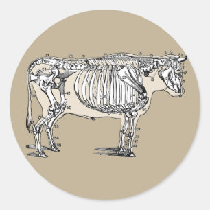 Antique Cow Skeleton Bones Fun Classic Round Sticker