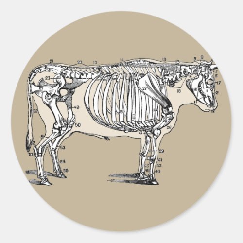 Antique Cow Skeleton Bones Fun Classic Round Sticker