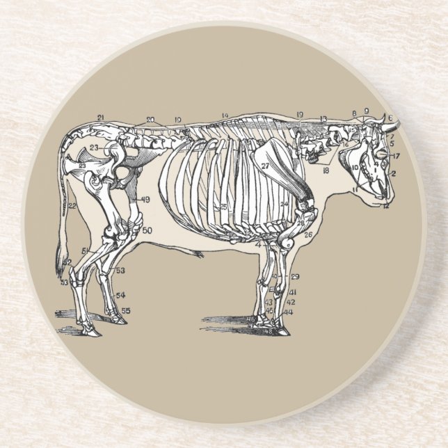 Antique Cow Skeleton Bones Fun Drink Coaster (Front)
