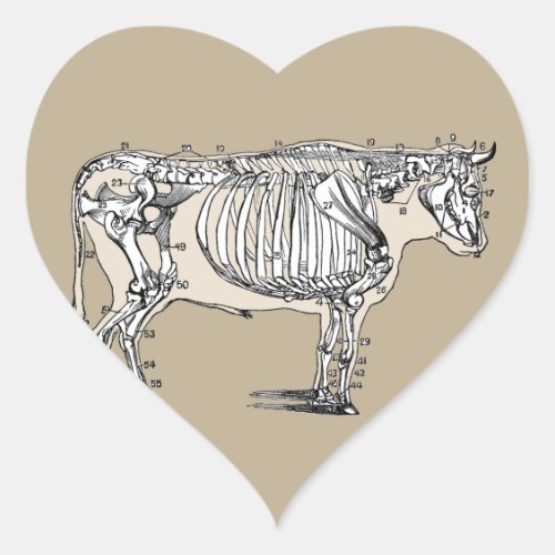 Antique Cow Skeleton Bones Fun Heart Sticker