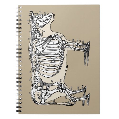 Antique Cow Skeleton Bones Fun Notebook