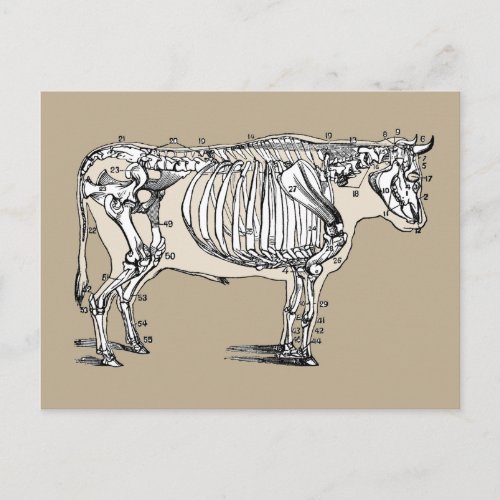 Antique Cow Skeleton Bones Fun Postcard