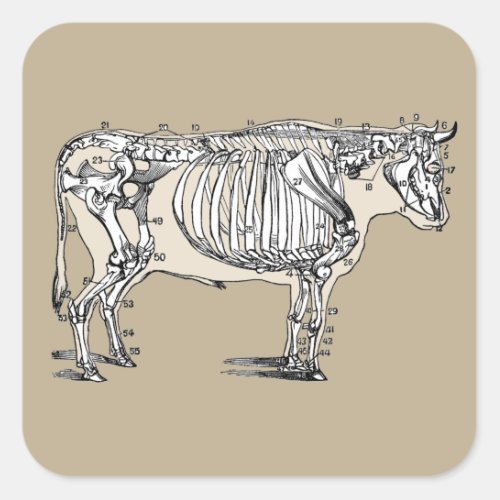 Antique Cow Skeleton Bones Fun Square Sticker