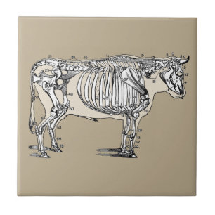Antique Cow Skeleton Bones Fun Tile