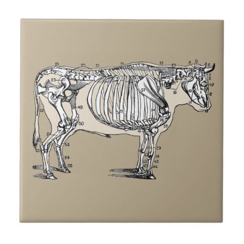 Antique Cow Skeleton Bones Fun Tile