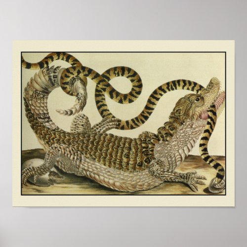 Antique Crocodile battles snake Poster