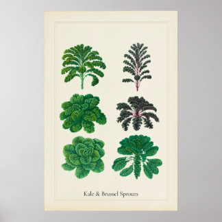 Antique Culinary Botanical Art Print Kale