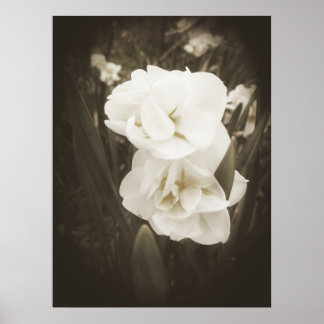 Antique Daffodil Print