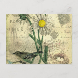 Antique daisies postcard