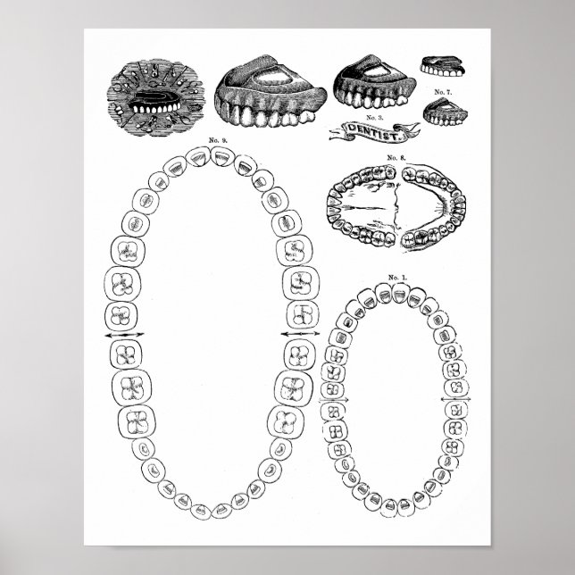 Antique Dental Tooth Chart Print Poster (Front)