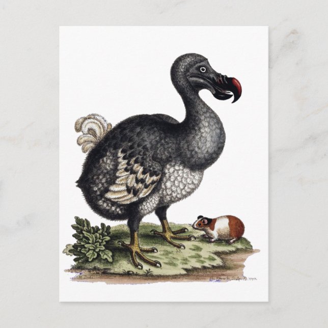 Antique Dodo Bird and Guinea Pig Postcard (Front)