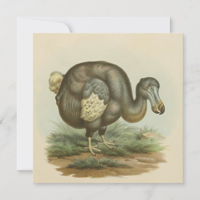 Antique Dodo Bird Natural History Flat Card (Front)