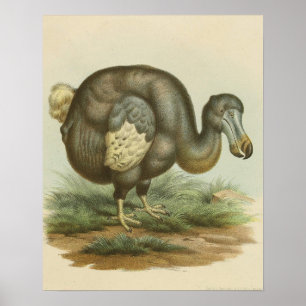 Antique Dodo Bird Natural History Poster