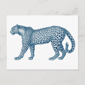 Antique drawing of a Leopard Postcard