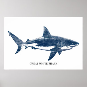 Antique  drawing of a shark poster