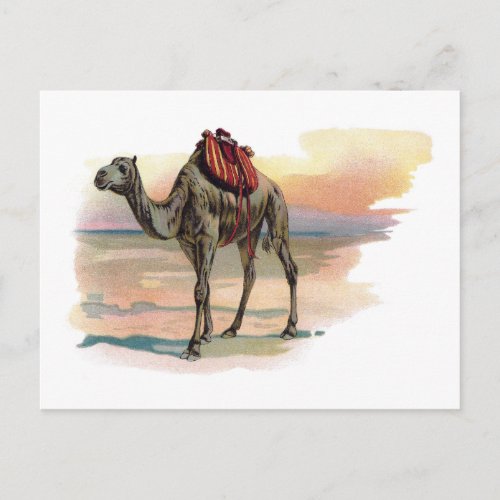 Antique Dromedary Camel Illustration Postcard