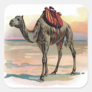Antique Dromedary Camel Illustration Square Sticker