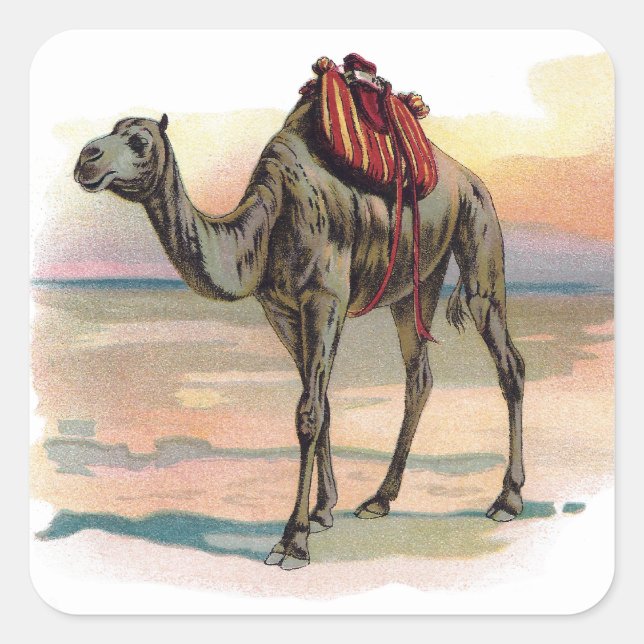 Antique Dromedary Camel Illustration Square Sticker (Front)