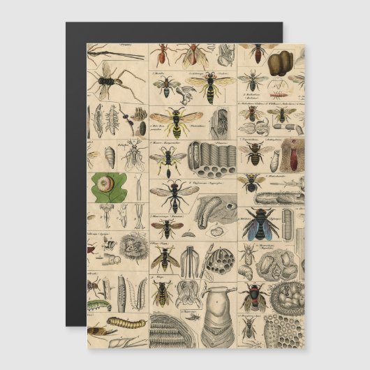 Antique Entomology Bees Wasps Natural History (Front/Back)