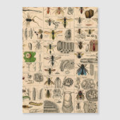 Antique Entomology Bees Wasps Natural History (Front)