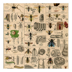 Antique Entomology Bees Wasps Natural History Acrylic Print