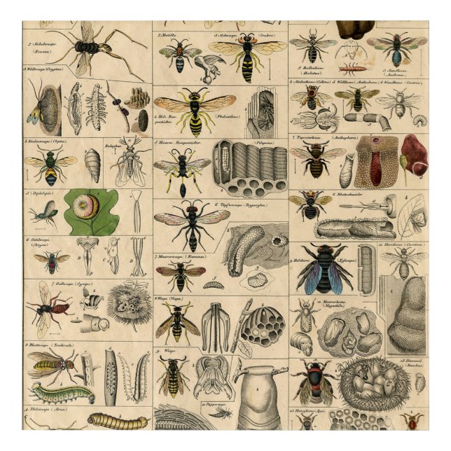 Antique Entomology Bees Wasps Natural History Acrylic Print (Front)