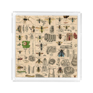 Antique Entomology Bees Wasps Natural History Acrylic Tray