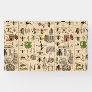 Antique Entomology Bees Wasps Natural History Banner