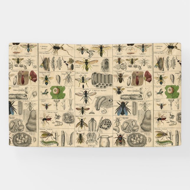 Antique Entomology Bees Wasps Natural History Banner (Horizontal)