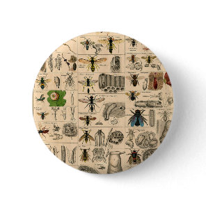Antique Entomology Bees Wasps Natural History Button