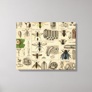 Antique Entomology Bees Wasps Natural History Canvas Print