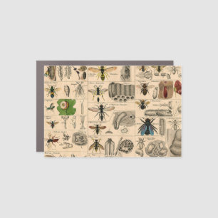 Antique Entomology Bees Wasps Natural History Car Magnet