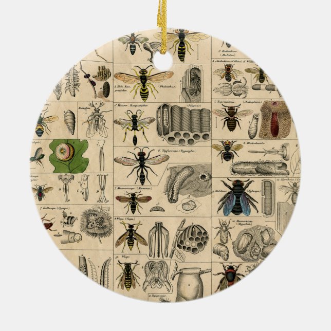 Antique Entomology Bees Wasps Natural History Ceramic Ornament (Back)
