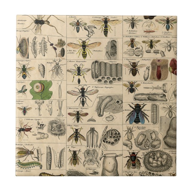 Antique Entomology Bees Wasps Natural History Ceramic Tile (Front)