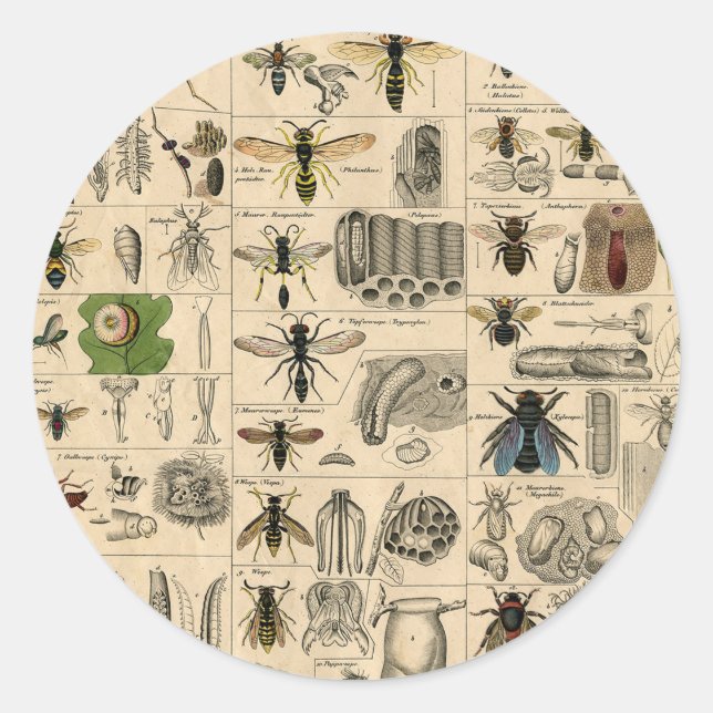 Antique Entomology Bees Wasps Natural History Classic Round Sticker (Front)
